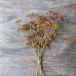 Meadow Sedge Stem Sunset
