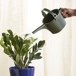 Watering Can Hachiman Garden Beetle