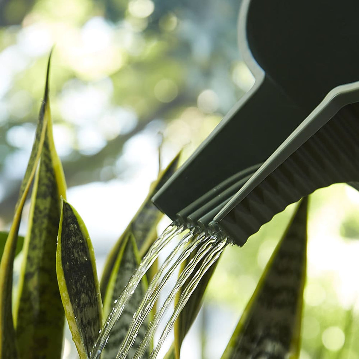 Watering Can Hachiman Garden Beetle