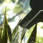 Watering Can Hachiman Garden Beetle