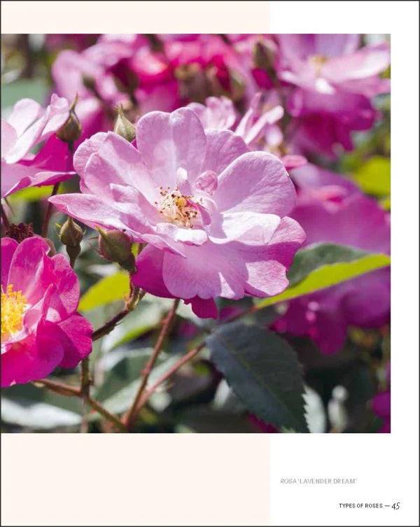 Book Joy of Roses