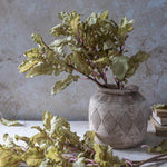 Ragwort