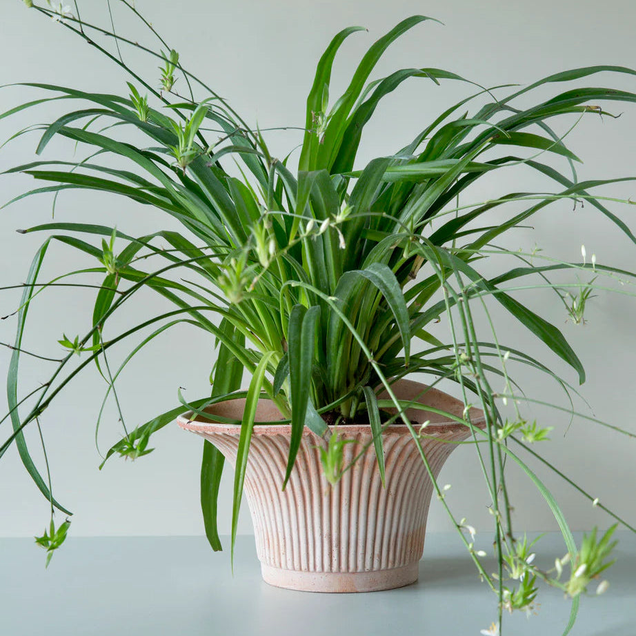 Pot Set Daisy - Raw Rosa