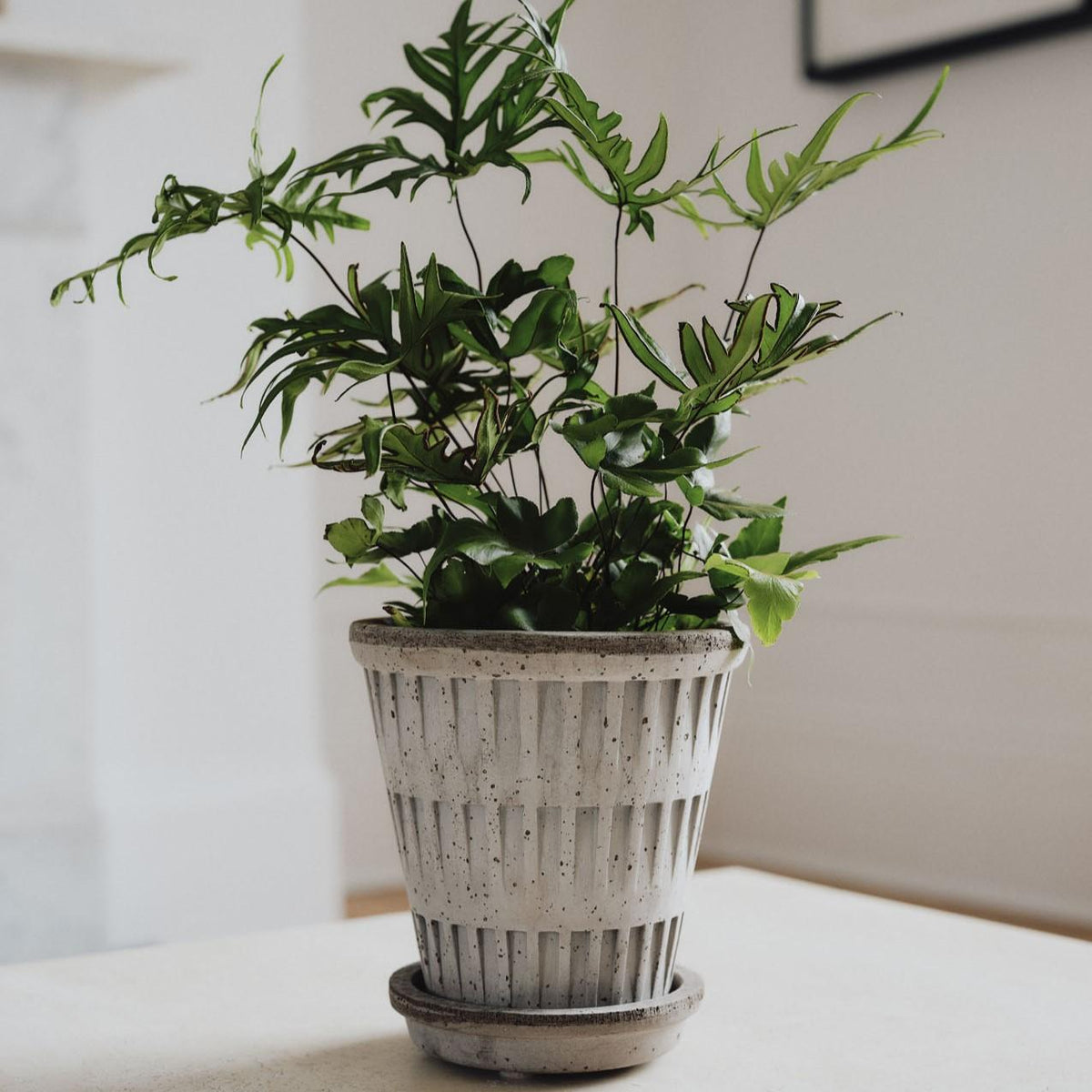 Pot Set Pantheon - Raw Grey