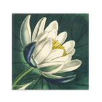 Napkin S&B x John Derian 'Lotus' Linen