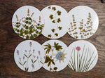 Coasters S&B Set of 6 - Herbarium