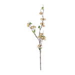 Hawthorn