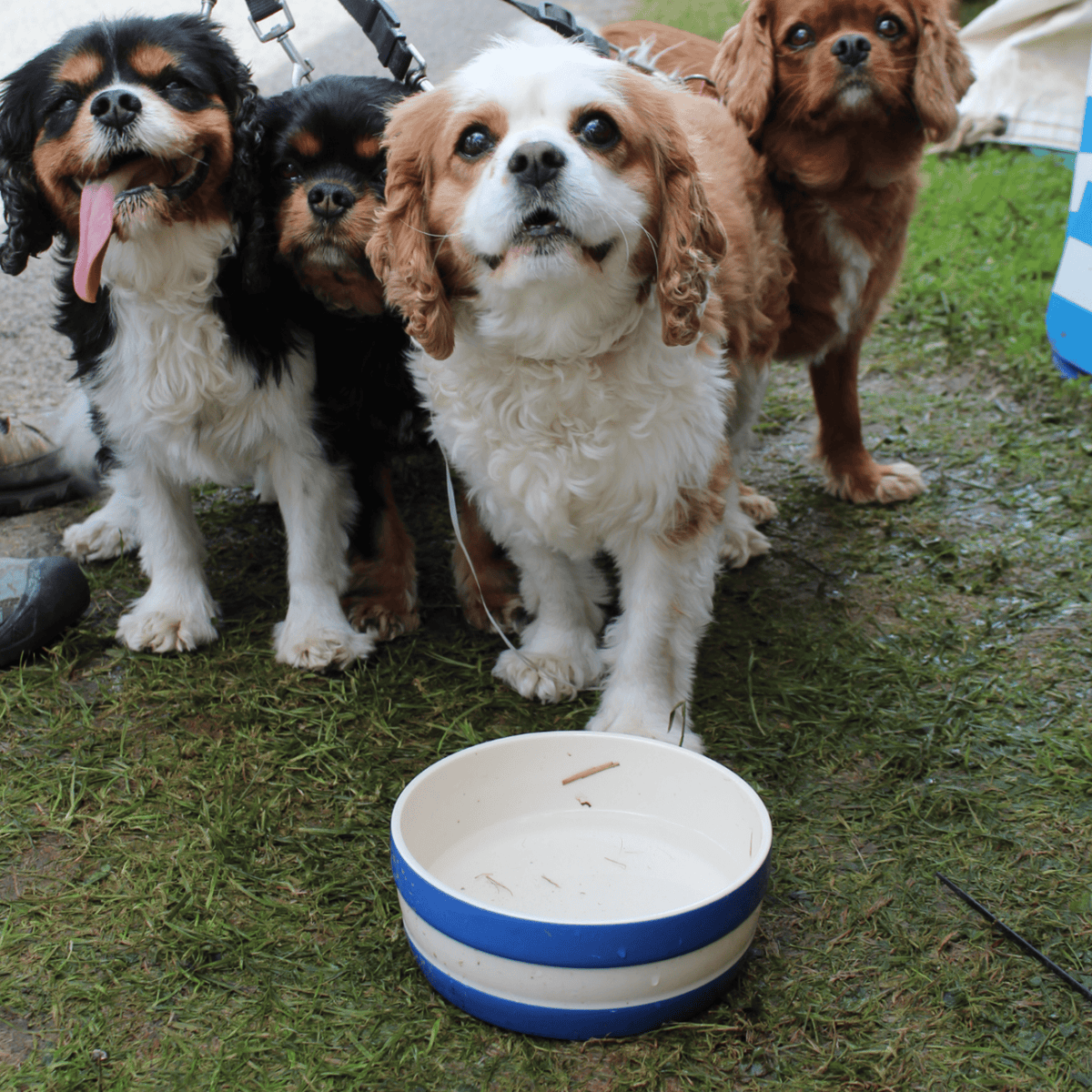 Dog Bowl Cornish