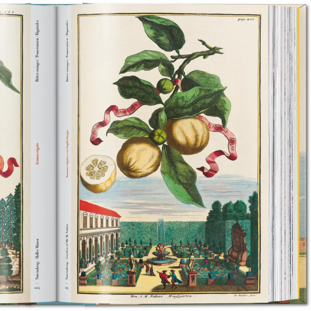 Book J.C Volkamer. The Book of Citrus Fruits. 45th Edition