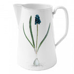 Pitcher Muscari