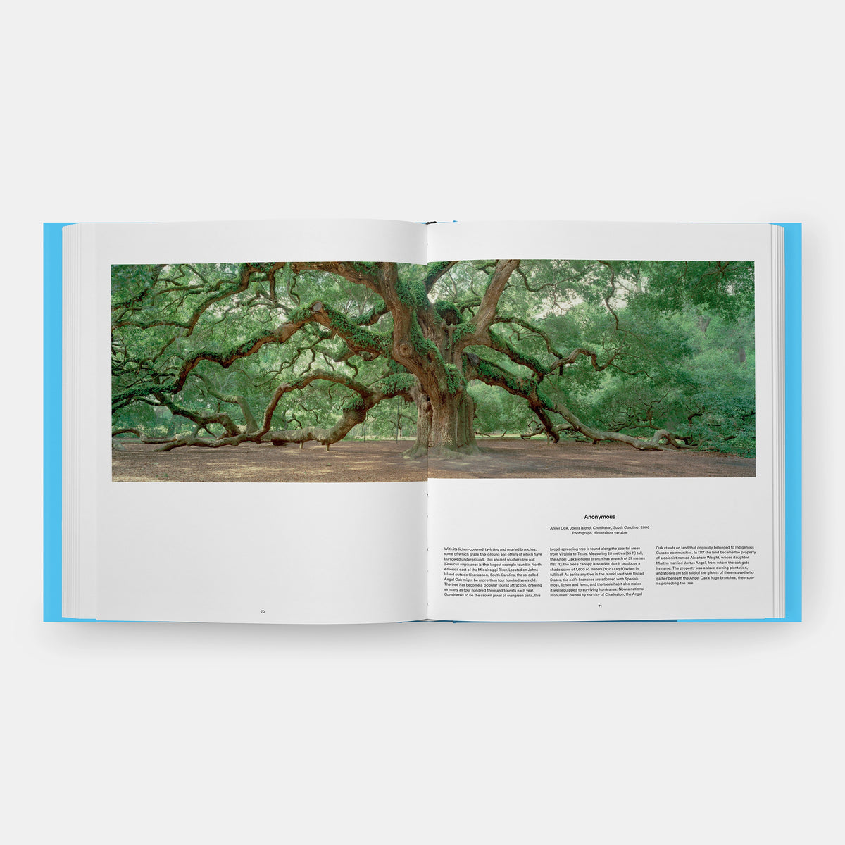 Book Tree: Exploring the Arboreal World