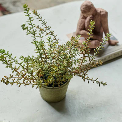 Sedum Burrito in Pot