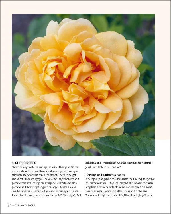 Book Joy of Roses