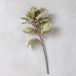 Ragwort