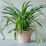 Pot Set Daisy - Raw Rosa