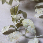 Floral Eucalyptus Cream Stem