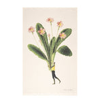 Tea Towels