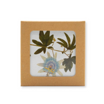 Coasters S&B Set of 6 - Herbarium