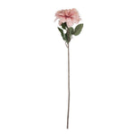 Artificial Dahlia, Flamingo