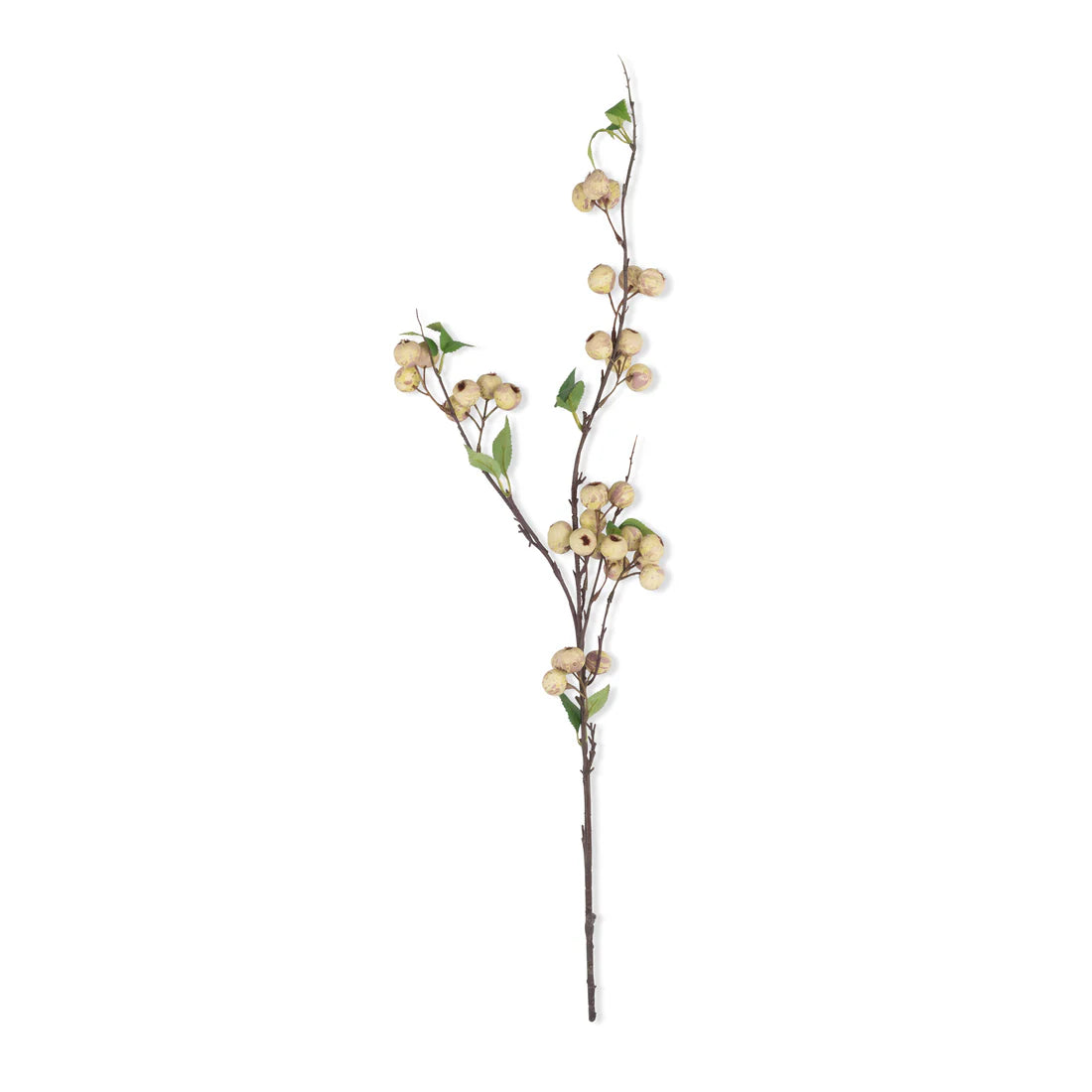 Hawthorn