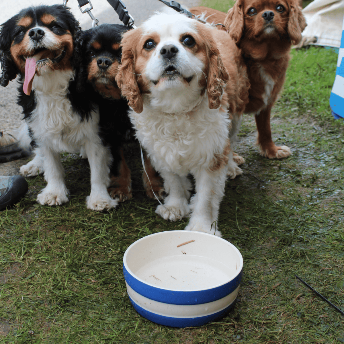 Cornish Dog Bowl