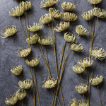 Leucosperum, Green
